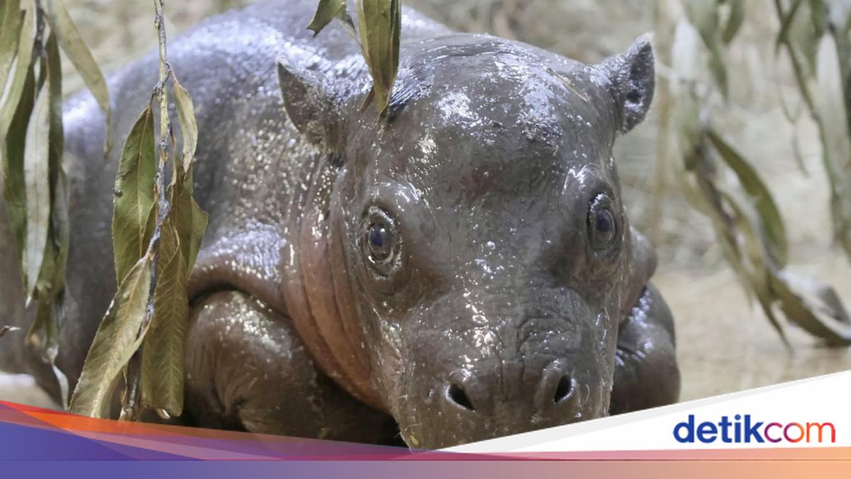 Kuda Nil Ternyata Pernah Hidup di Eropa Saat Zaman Es, Ini Buktinya!