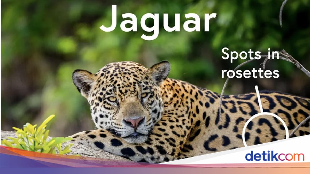 Macan Tutul dan Jaguar, Beda atau Sama?