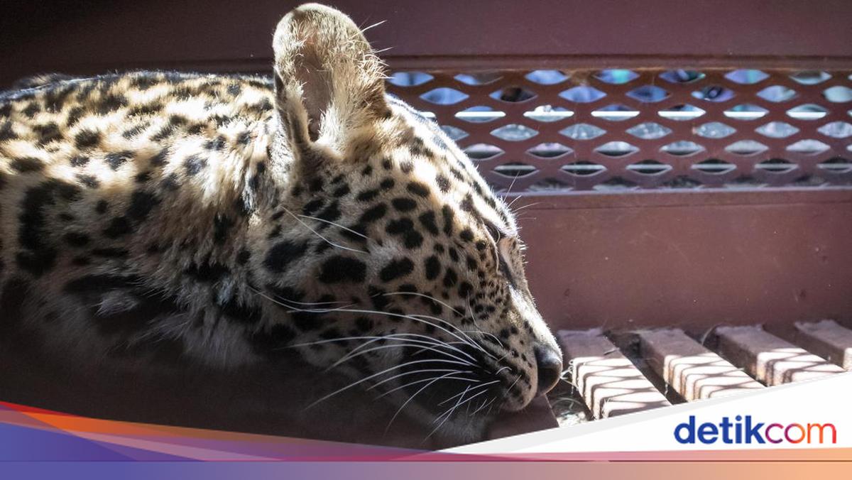 Mengapa Macan Tutul Bisa Berkeliaran di Hotel Bandung? Pakar IPB Bilang Begini