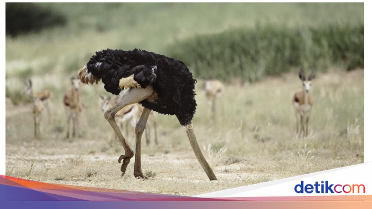 Mengenal 'Efek Burung Unta', Momen Ketika Manusia Mulai Menghindari Informasi