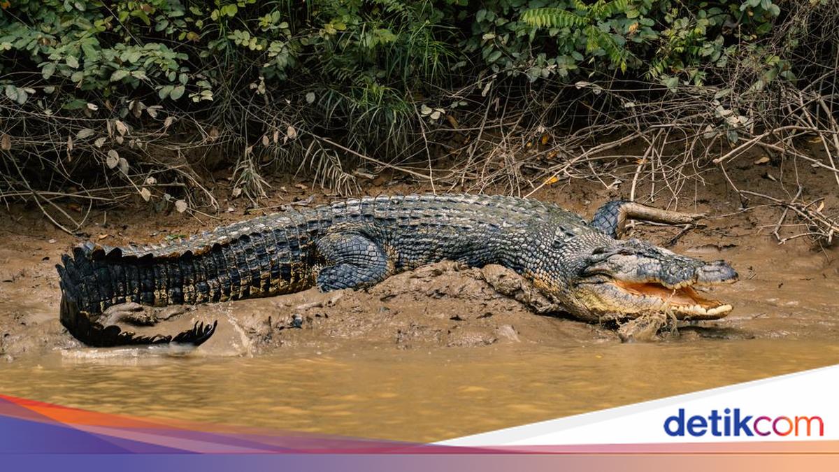 Menghale Buaye Tradisi Unik Tangkap Buaya Melayu Lingga Mulai Punah