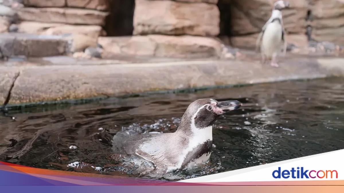 Mengintip Uniknya Penguin yang Hidup Tanpa Cuaca Dingin