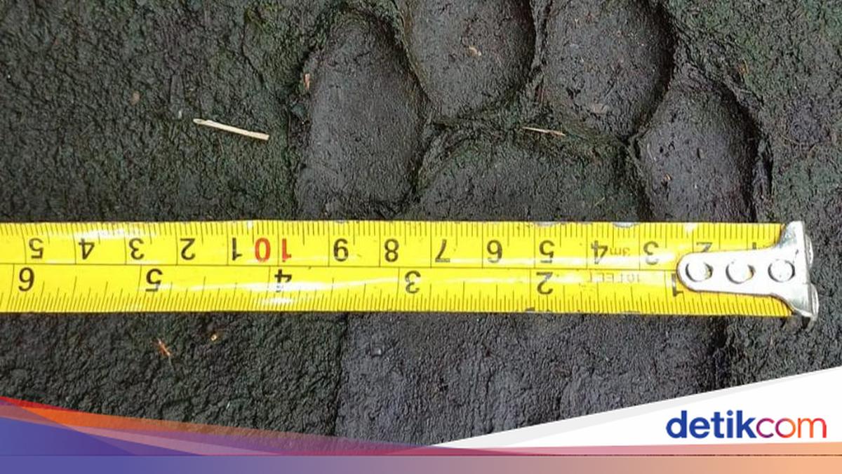 Misteri Jejak Harimau yang Ditemukan di Deli Serdang dan Sibolangit