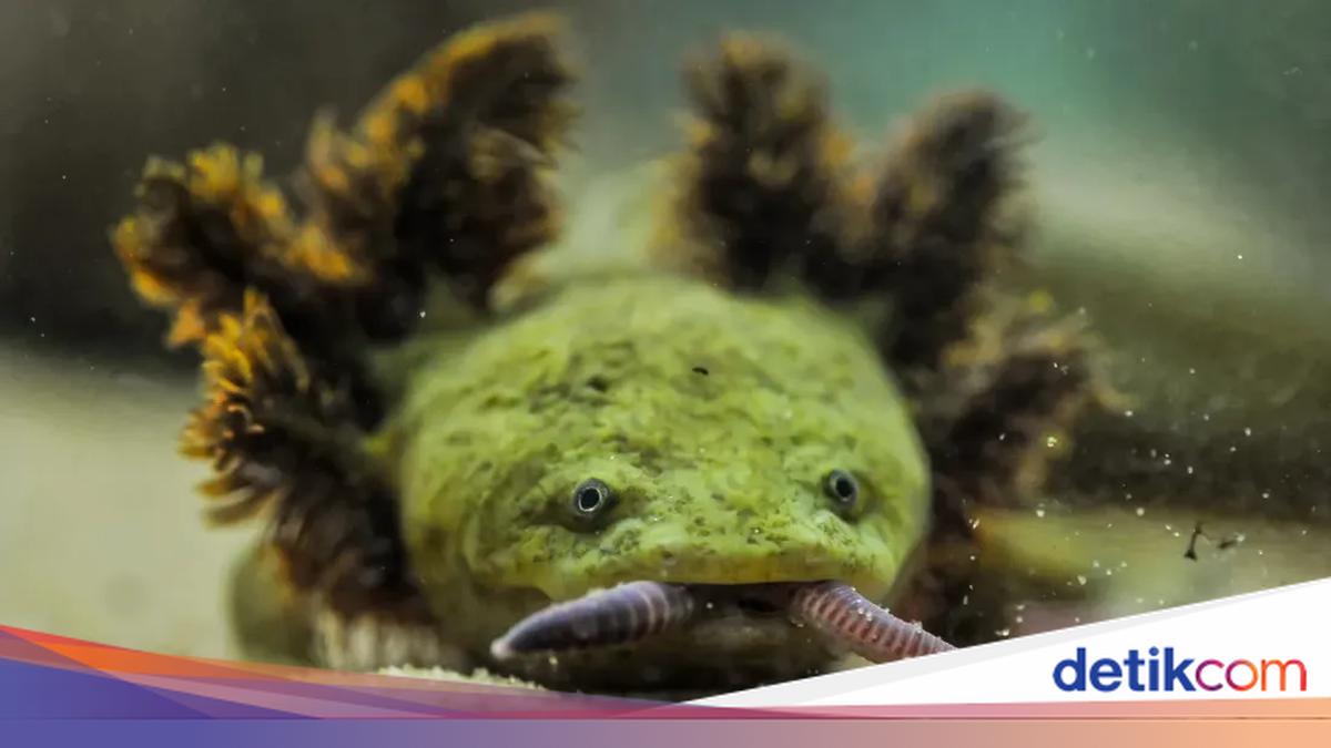 'Naga Mini' Ini Salah Satu Amfibi Paling Langka di Dunia