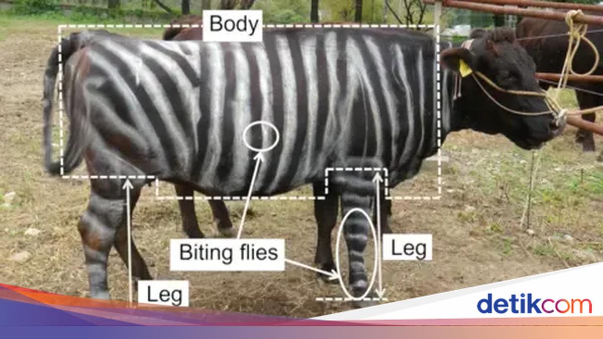 Ngecat Tubuh Sapi Jadi Hitam Putih Bisa Dapat 'Nobel'? Ini Kisah Peneliti Jepang