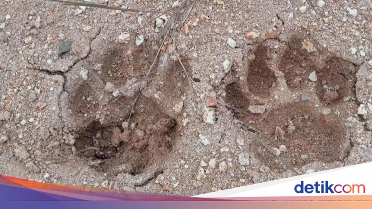 Ngeri! Selain Temukan Jejak Kaki, Warga Sibolangit Juga Dengar Auman Harimau