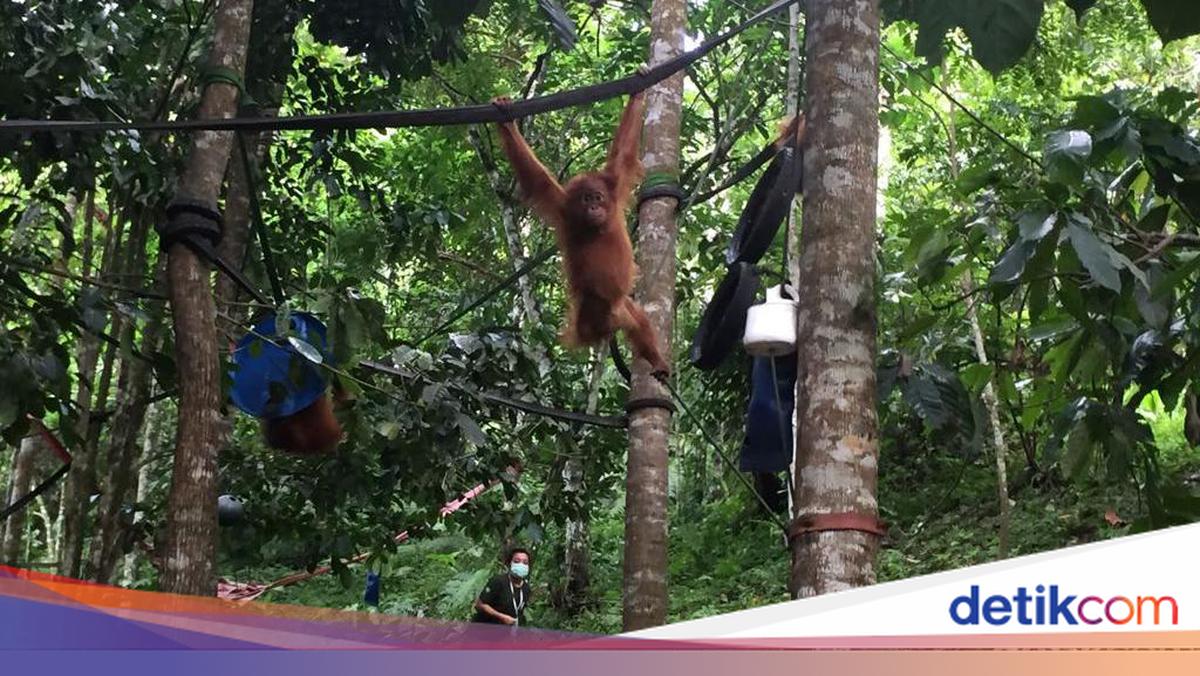 Orangutan Sumatera Kuasai Teknik Bangun Sarang dengan Amati-Tiru-Modifikasi