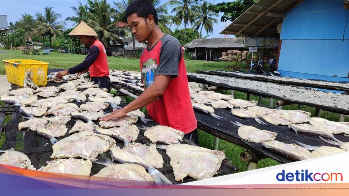 Persiapan Juragan Ikan Jambal di Pangandaran Hadapi Liburan Akhir Tahun