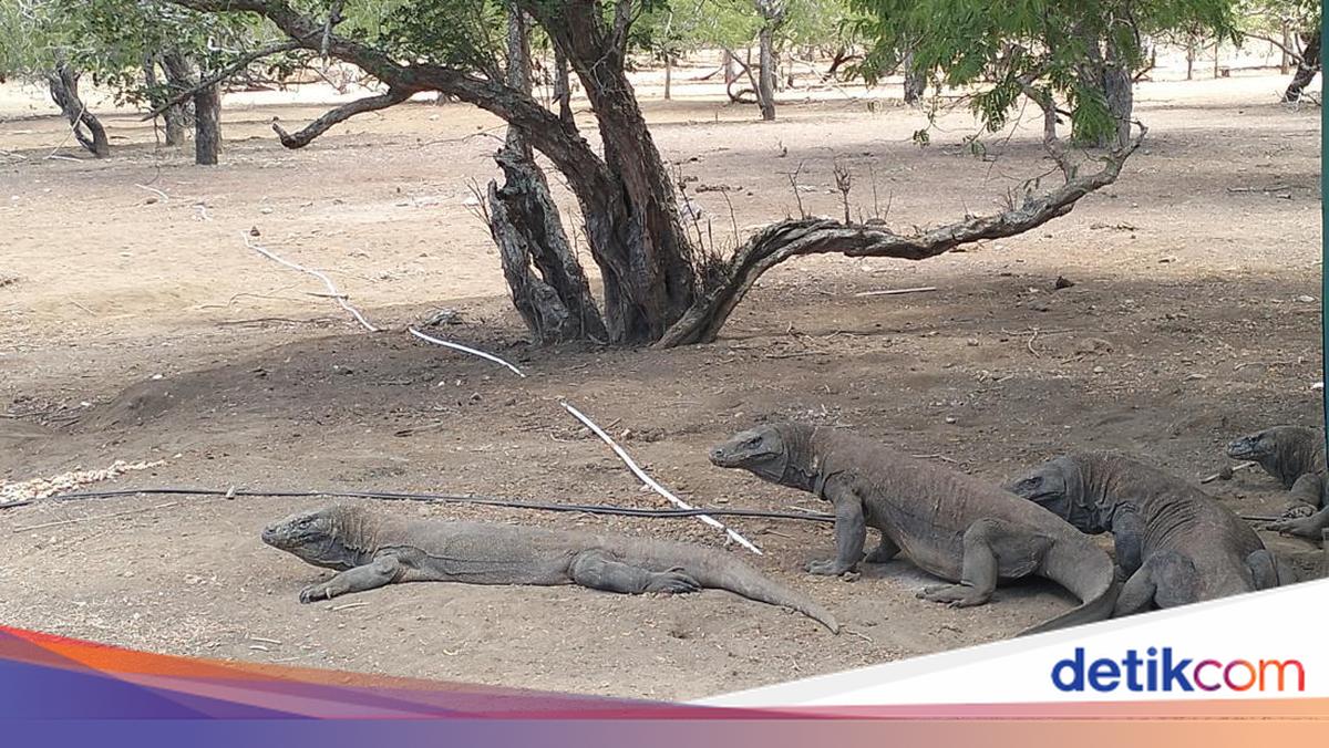 Pungutan Turis Rp 10 Ribu di Pulau Komodo Dibatalkan