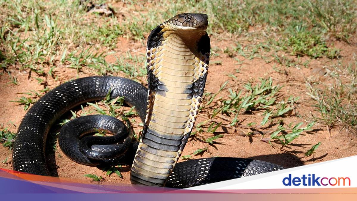 Seberapa Mematikan Gigitan Ular King Cobra? Begini Cara Mengobatinya
