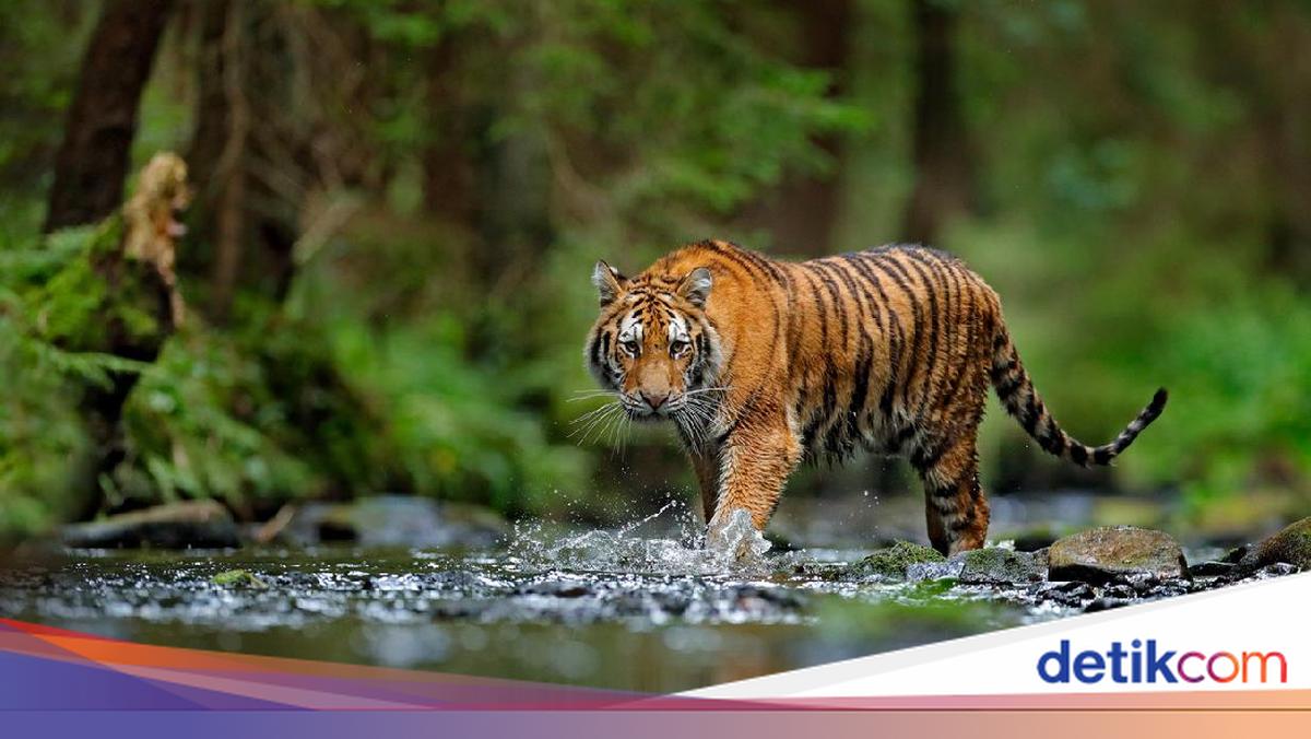 Singa Vs Harimau, Siapa yang Akan Menang?