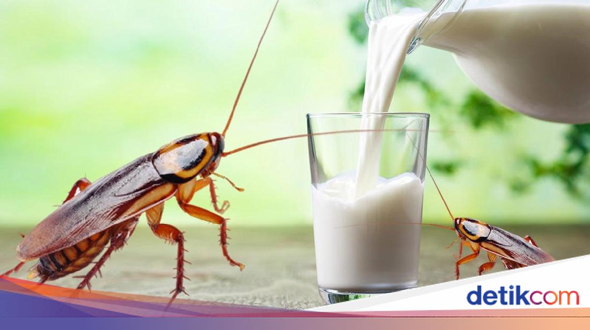 Susu Kecoak Disebut Bisa Jadi Alternatif Pangan Masa Depan
