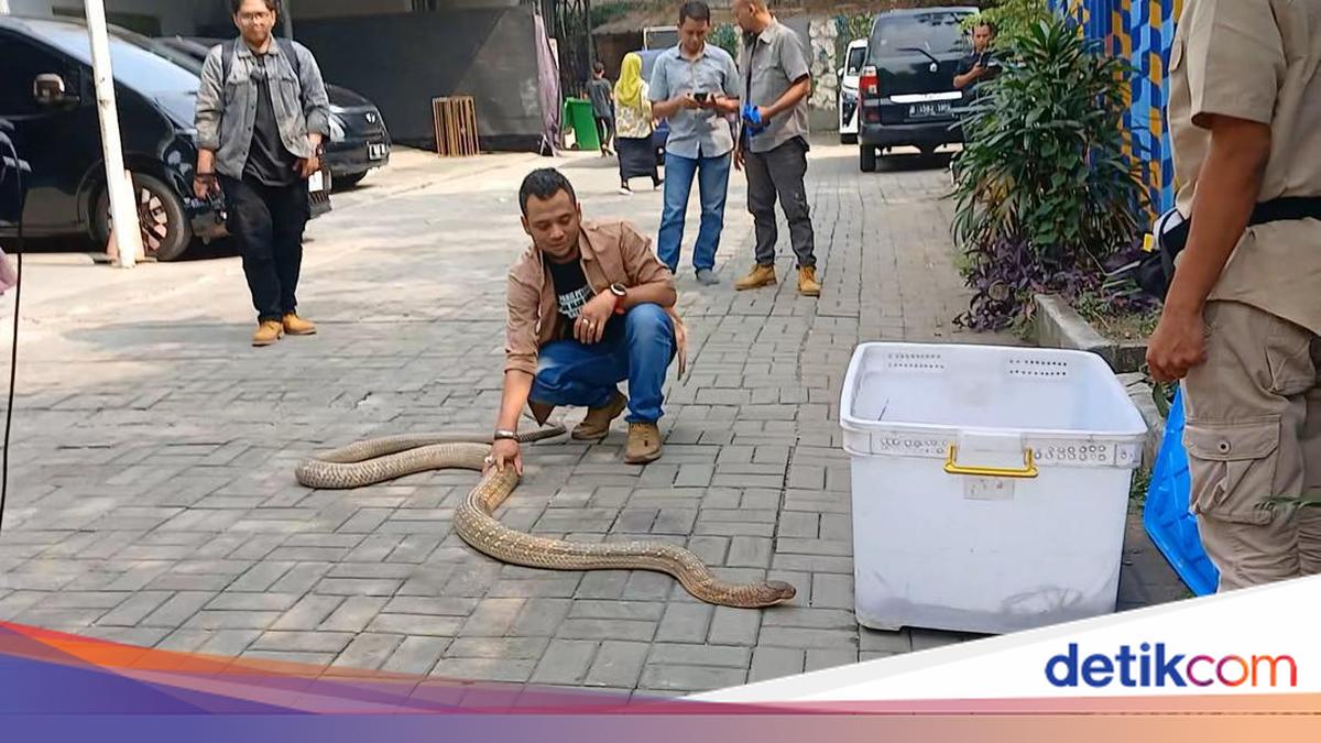 Traveler Wajib Tahu! Tips dari Panji Petualang Saat Bertemu Ular Kobra di Alam Liar