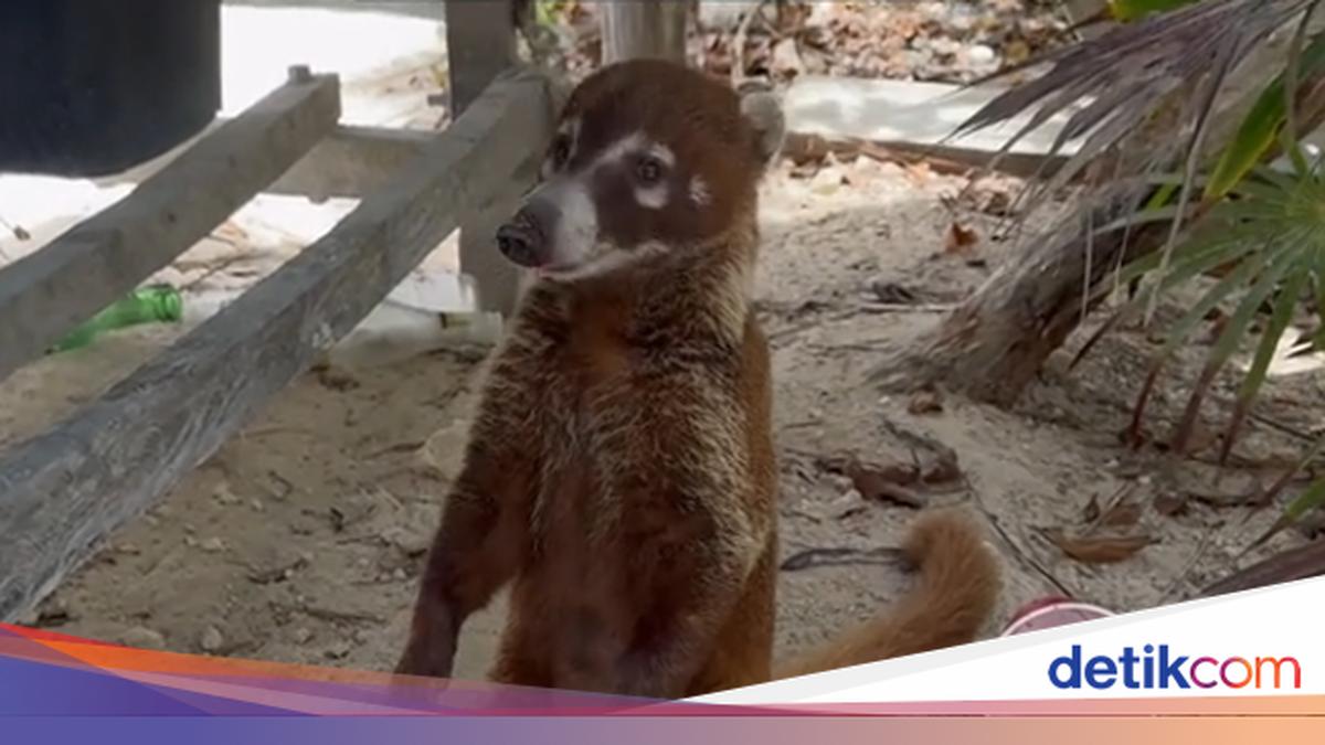 Turis Nyaris Kena Rabies gegara Gemas Pegang-pegang Hewan di Pantai