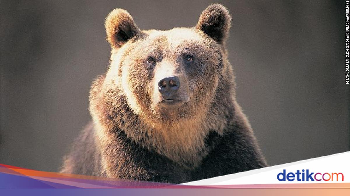 Turis Spanyol Diserang Beruang di Jepang, Untung Tak Luka Parah