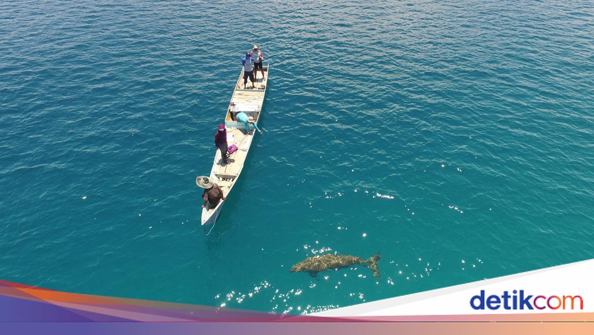 Untuk Pertama Kalinya, Aksi Bayi Dugong Terekam di Pantai Alor