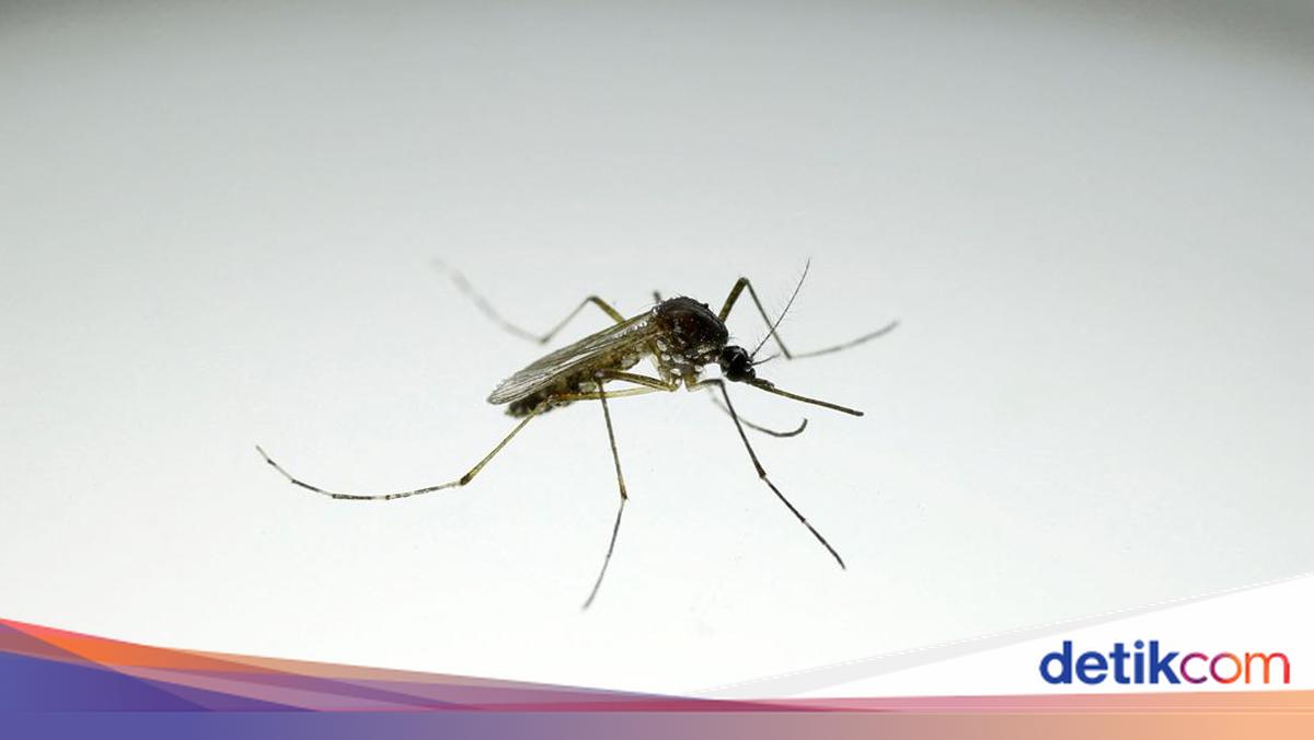 Untuk Pertama Kalinya, Ditemukan Nyamuk di Islandia