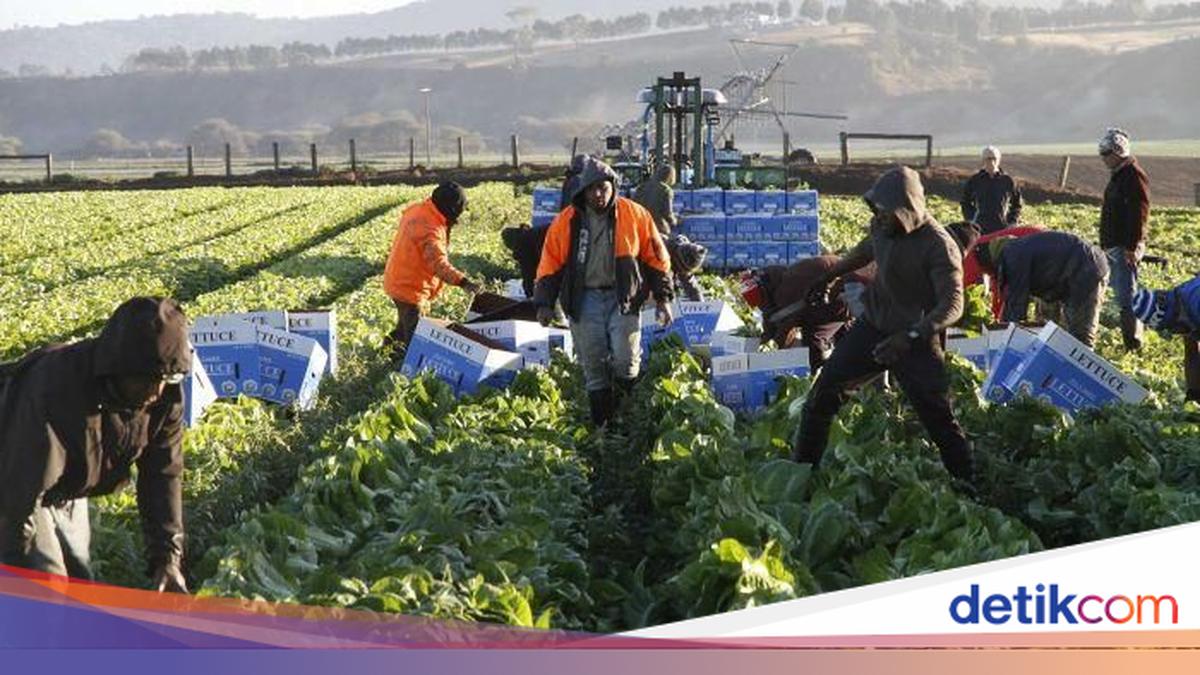 WHV Australia 2025 Resmi Dibuka, Gen-Z yang Ingin Kerja di Aussie Cek Nih!