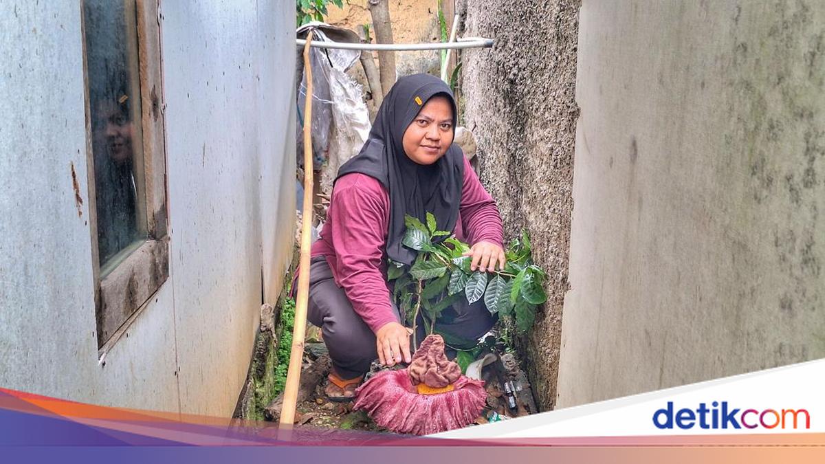 Warga Baleendah Kaget, Pekarangan Rumahnya Ditumbuhi Bunga Bangkai
