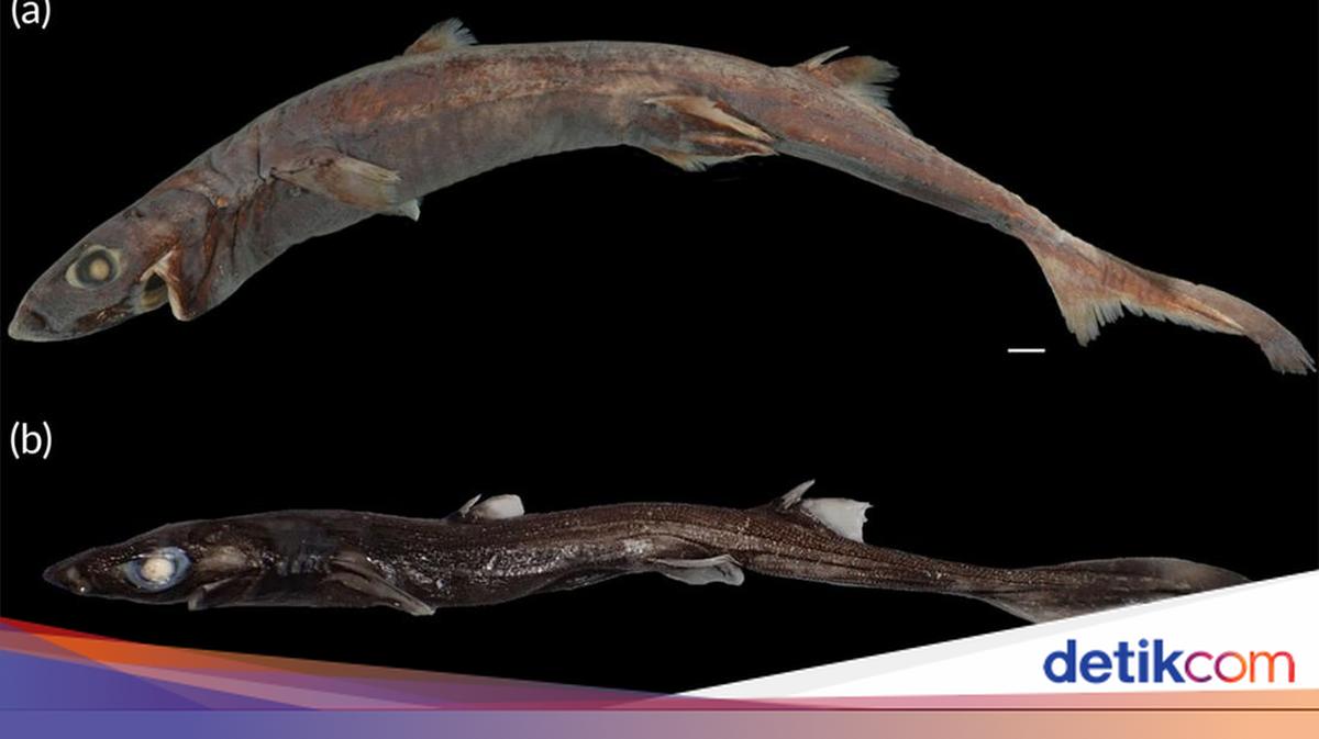 Wow! Ada Hiu Kecil yang Bercahaya di Laut Dalam
