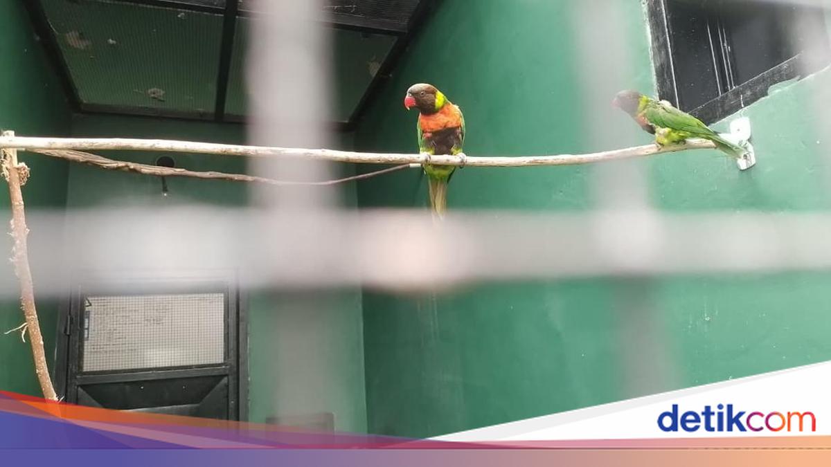dari Inggris Kembali ke Habitat Aslinya di Bali